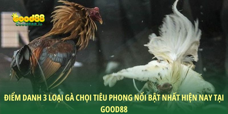 Điểm danh 3 loại gà chọi Tiêu Phong nổi bật nhất hiện nay tại Good88