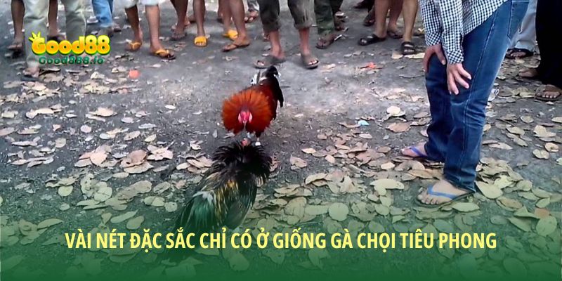 Vài nét đặc sắc chỉ có ở giống gà chọi Tiêu Phong