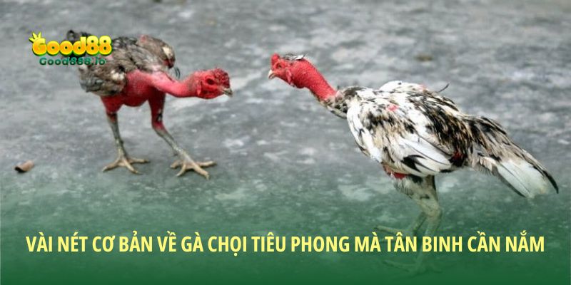Vài nét cơ bản về gà chọi Tiêu Phong mà tân binh cần nắm