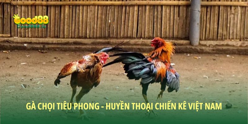 Gà Chọi Tiêu Phong - Huyền Thoại Chiến Kê Việt Nam